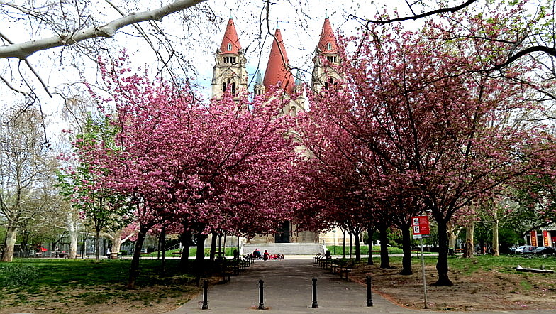 Blühende Kirschbäume im Park vor der Franz von Assisi-Kirche am Wiener Mexikoplatz ...