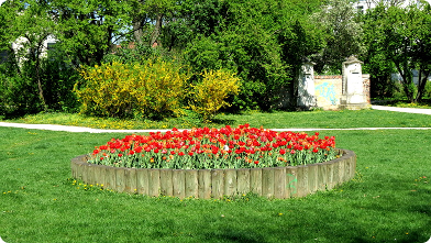 Tulpenbeet vor den beiden Grabsteinen von Johann Strauß(Vater) und Joseph Lanner im Strauß-Lanner-Park ...