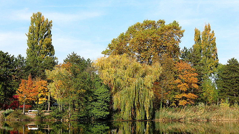 Herbstliche Uferlandschaft mit Bäumen im Wasserpark Floridsdorf ...