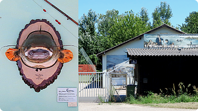 Gebäude des Wiener Fischereimuseums, Schädel eines Welses ...